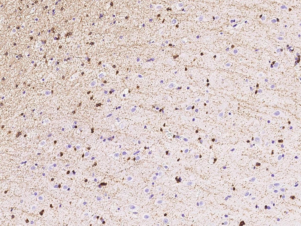 Polyclonal Rabbit anti-Human ERMN / Juxtanodin Antibody (IHC)
