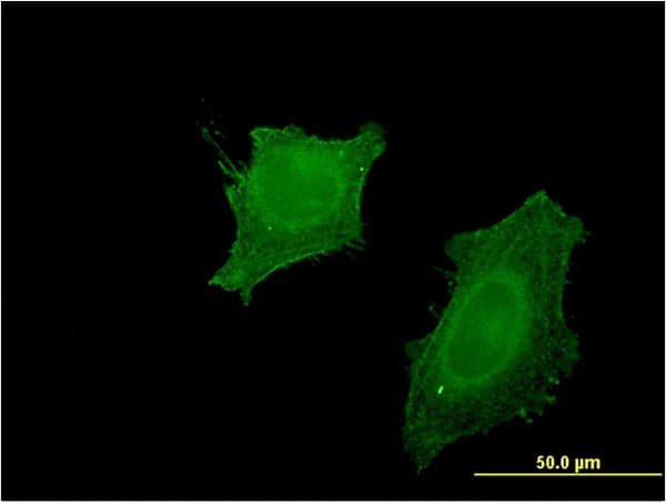 Monoclonal Mouse anti-Human CNPase Antibody (clone 2E8, IF, WB)