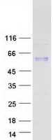 Human TGFB1 / TGF Beta 1 Protein (Recombinant Myc-DDK (Flag))
