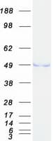 Human BYSL Protein (Recombinant Myc-DDK (Flag))