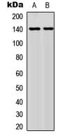 NFATC4 / NFAT3 Antibody (phospho-Ser676)