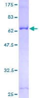 Human SEPT2 / Septin 2 Protein (Recombinant GST)