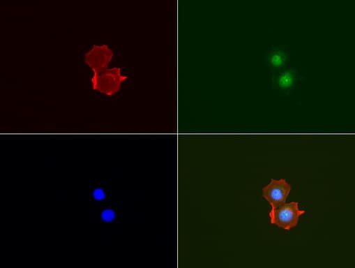 EMA / MUC1 Antibody (clone UMAB57)