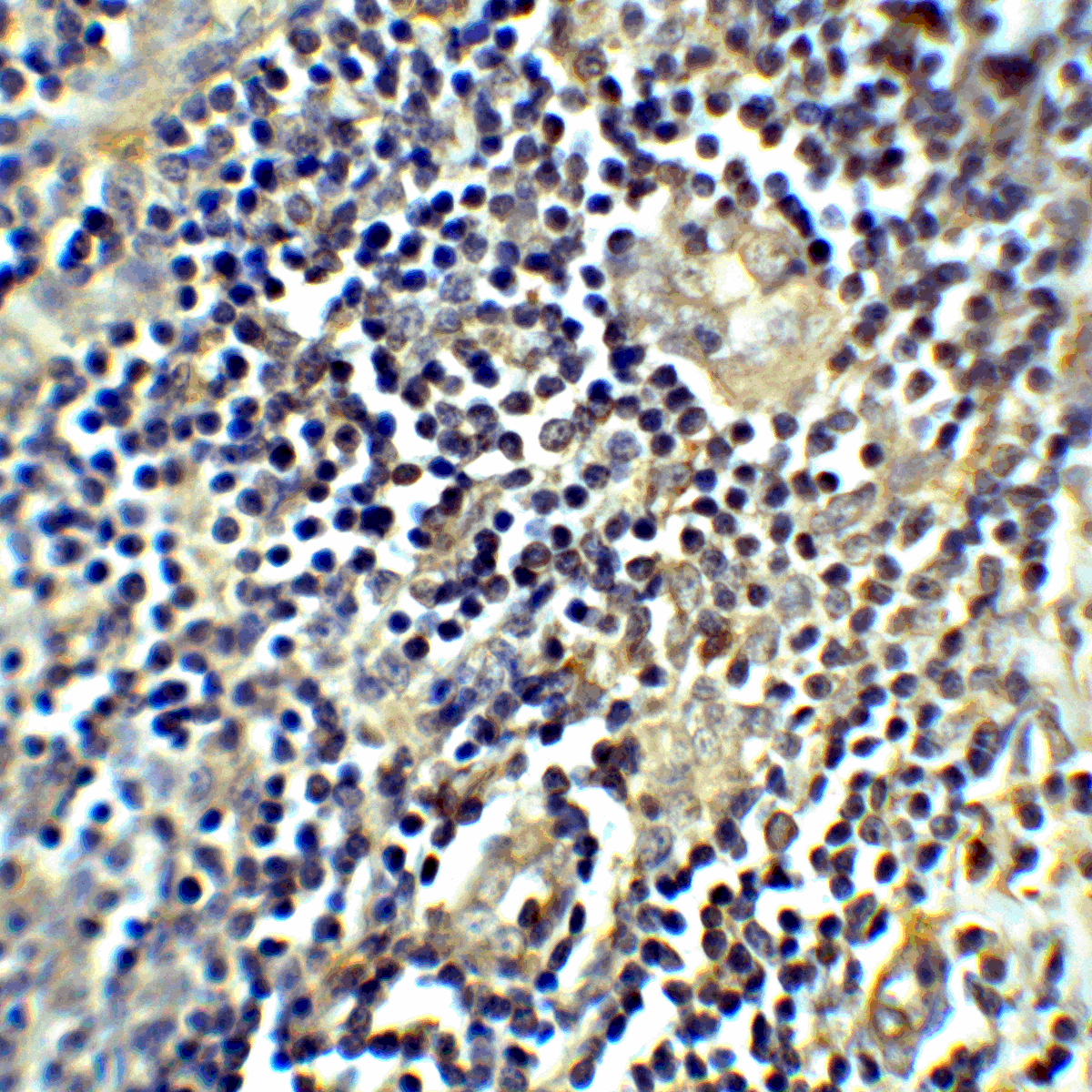 CTLA4 / CD152 Antibody (clone 2G10)