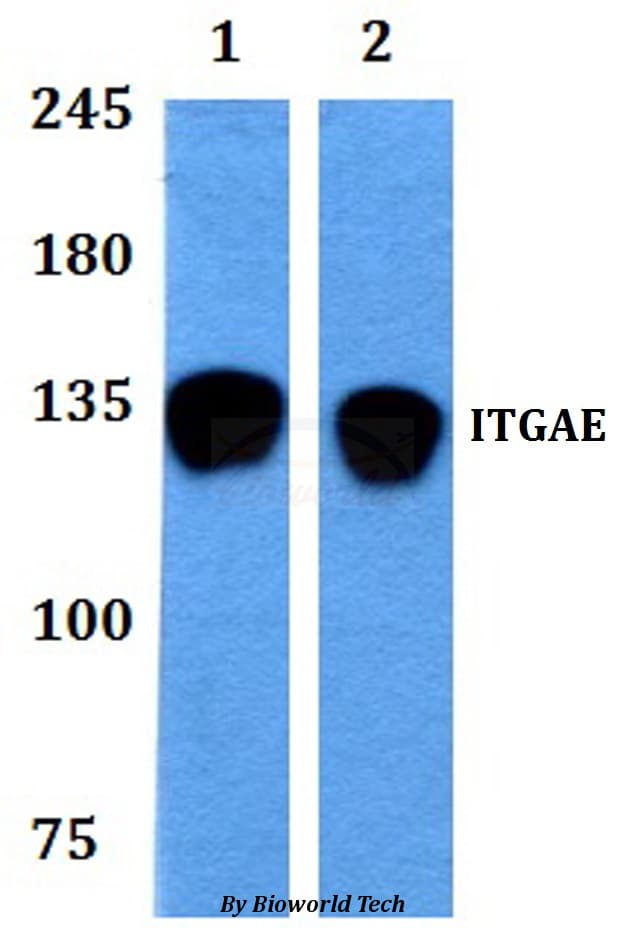 ITGAE / CD103 Antibody