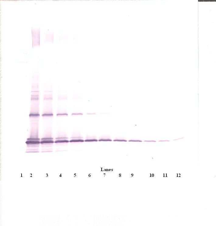Polyclonal Rabbit anti-Mouse CCL2 / MCP1 Antibody (WB)