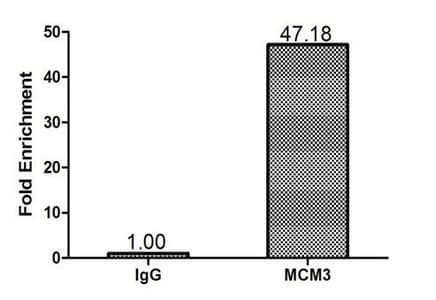 MCM3 Antibody (aa1-295)
