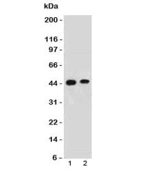 FBXO5 / EMI1 Antibody (N-Terminus, clone FBXP5)