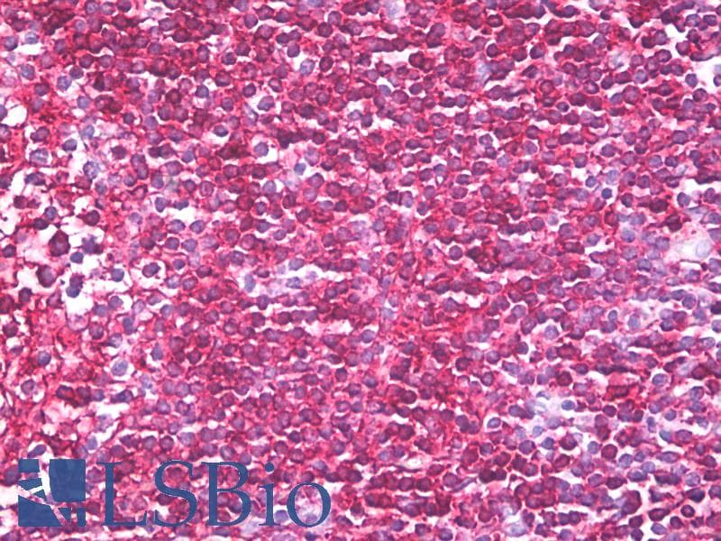 PathPlus™ CD45RB Antibody (aa79-88, clone MEM-143)