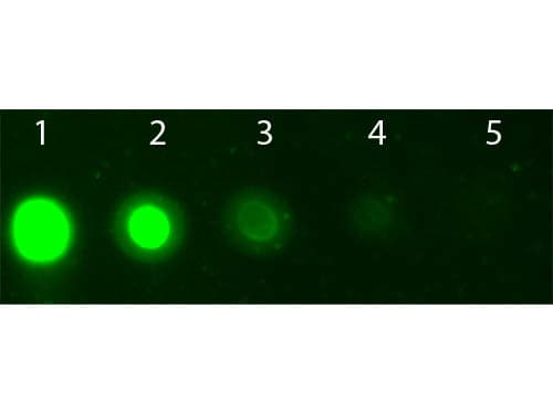 AKT2 Antibody (Internal, clone 11F6.B2, APC)