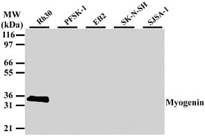 IHC-plus™ MYOG / Myogenin Antibody (aa30-224, clone 5FD)