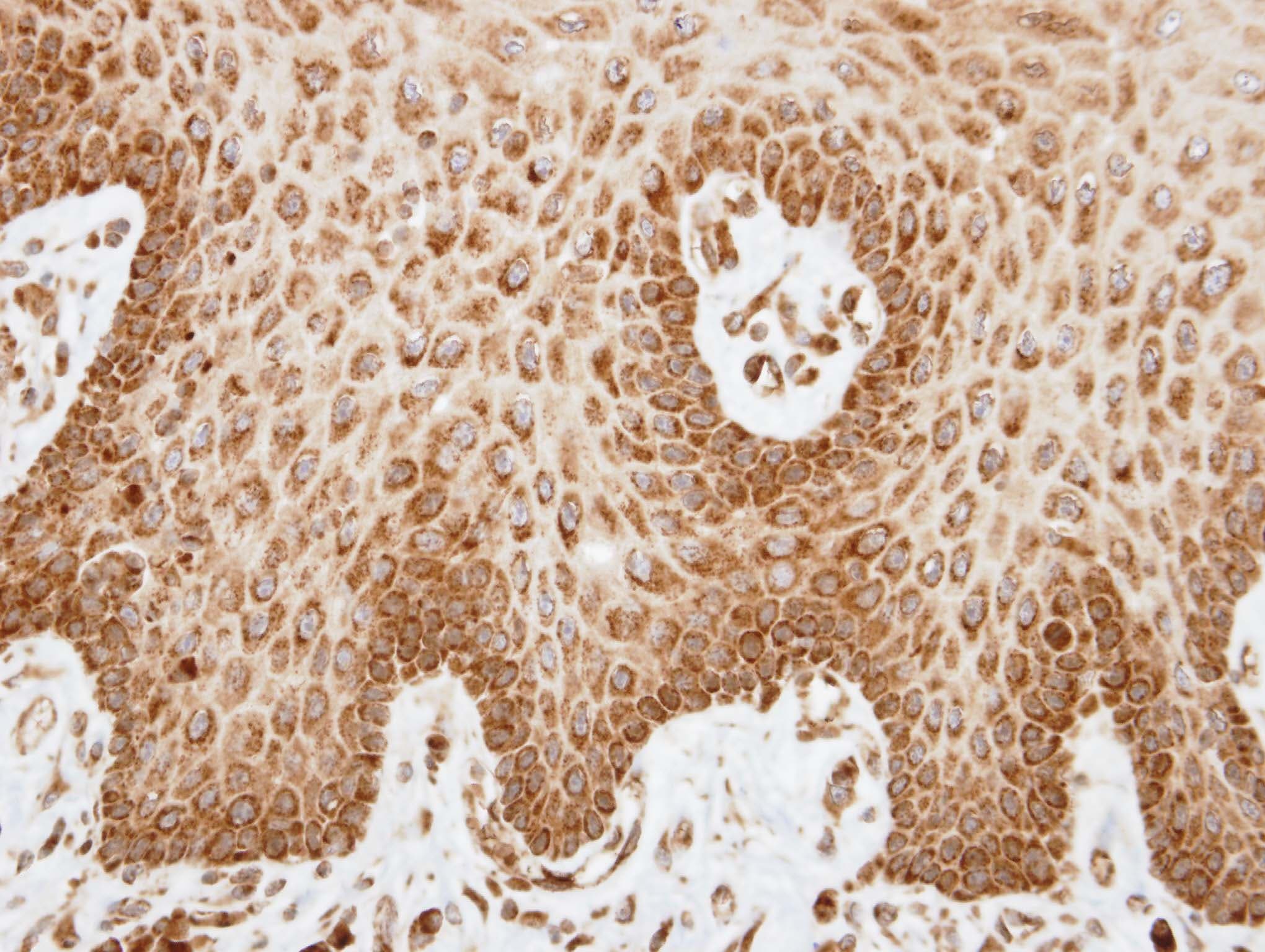 Polyclonal Rabbit anti-Human COX6A2 Antibody (aa34-97, IHC, WB)