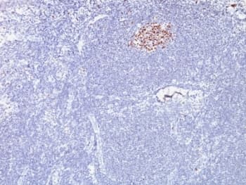 BCL6 Antibody (clone SPM602, Azide-free, BSA-free)