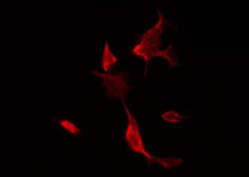 FLI1 Antibody