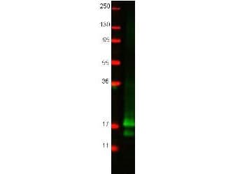 IFN Gamma / Interferon Gamma Antibody (Lyophilized)
