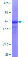 Human STAP1 / BRDG1 Protein (Recombinant GST)
