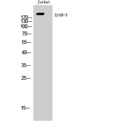 ERBB3 / HER3 Antibody (1140-1220 aa)