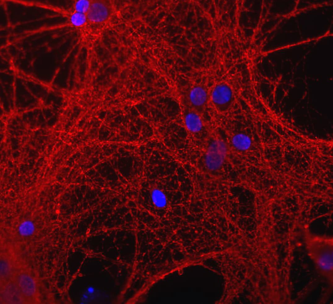 Polyclonal Rabbit anti-Rat GAP43 Antibody (aa216-226, IF, WB)