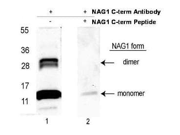 GDF15 Antibody (C-Terminus, HRP)