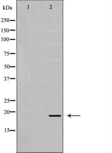 REG3G Antibody