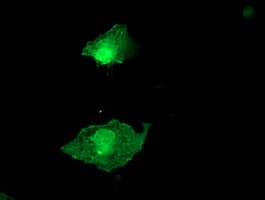 ARH / LDLRAP1 Antibody (clone OTI4G5, Carrier-free)