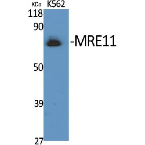 MRE11A / MRE11 Antibody (200-280 aa)