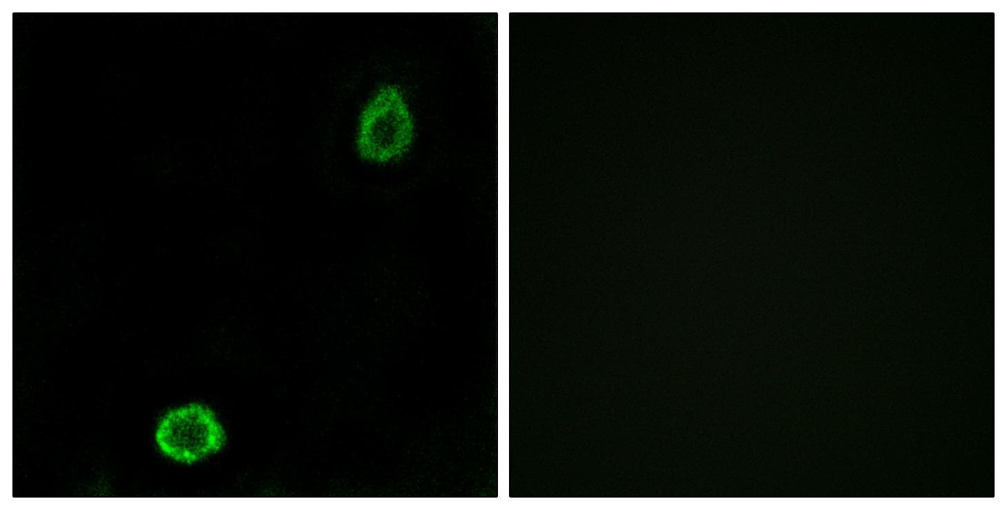 Polyclonal Rabbit anti-Human ABCA13 Antibody (IF)