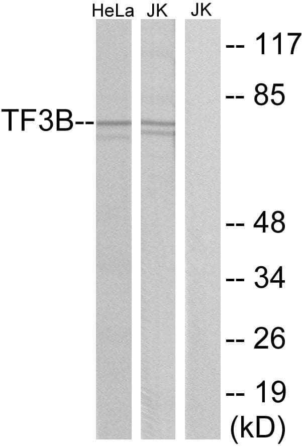 BRF1 Antibody
