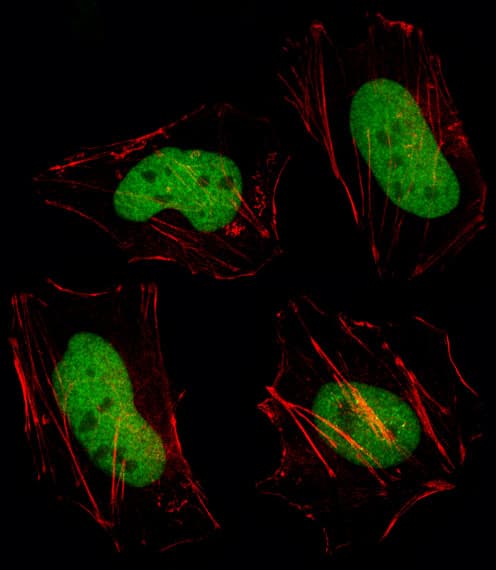 HDAC1 Antibody (aa449-482)