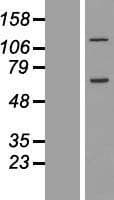 CCDC146 Protein (Over-Expression Lysate Myc-DDK (Flag))