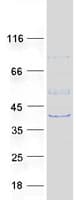 Human ZMYND12 Protein (Recombinant Myc-DDK (Flag))