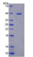 Mouse IL-33 Protein (Recombinant GST)
