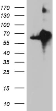KDELC2 Antibody (clone OTI5G2, Carrier-free)