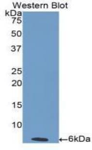 EDN1 / Endothelin 1 Antibody (aa53-90)