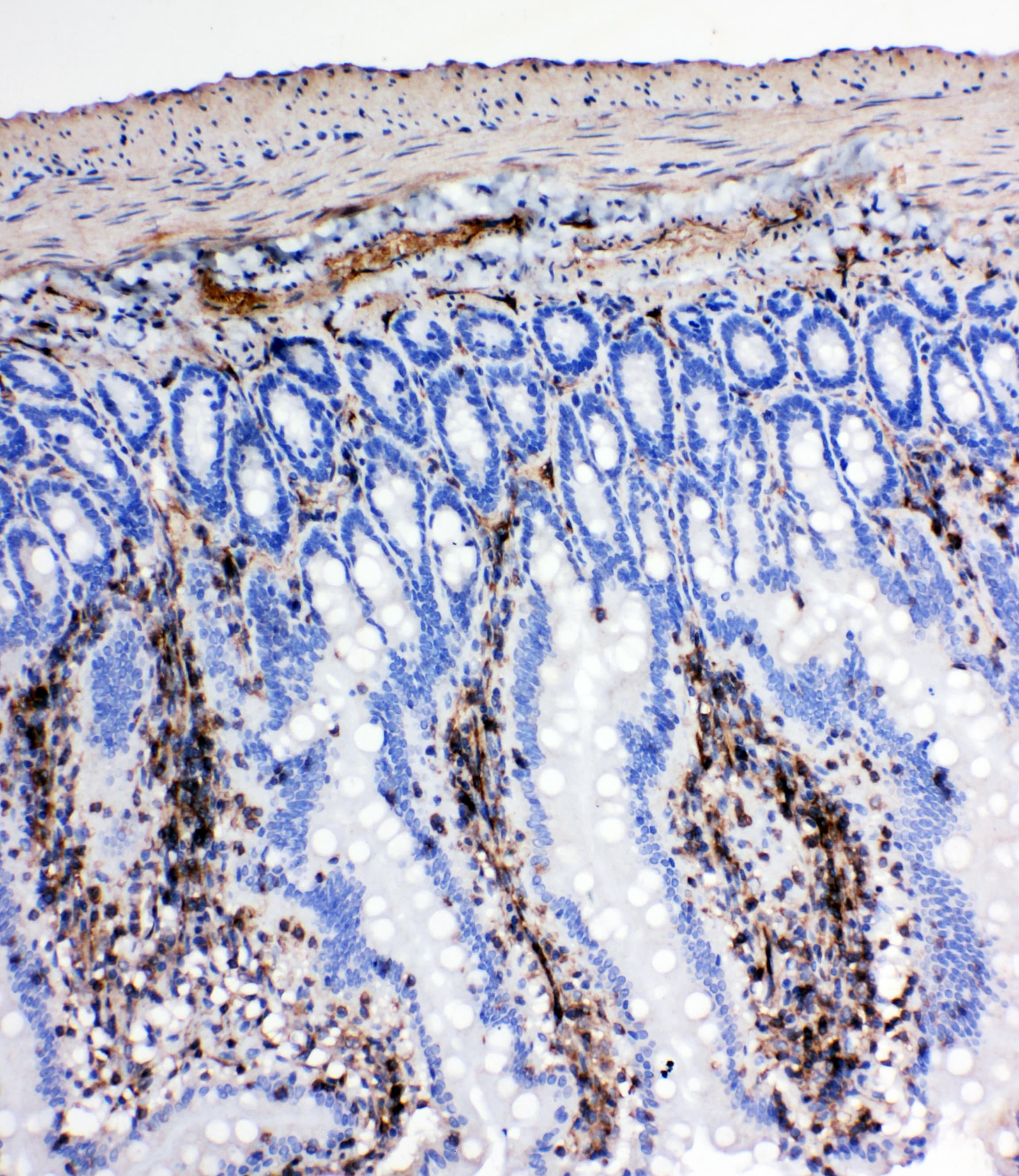 NRG1 / Heregulin / Neuregulin Antibody (aa617-636)