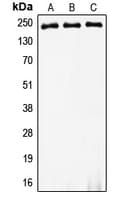 MYH8 Antibody (Internal)