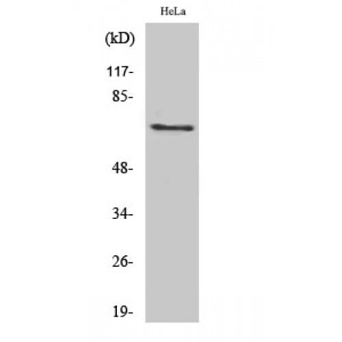 PXN / Paxillin Antibody (phospho-Tyr88)