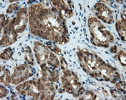 CELF1 / CUGBP1 Antibody (clone OTI5B8)