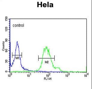 Polyclonal Rabbit anti-Human GABARAPL1 / ATG8 Antibody (IHC, WB)