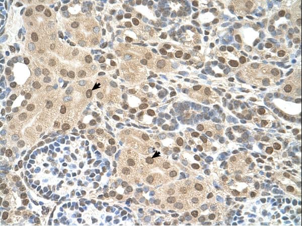 TMEM30A Antibody (aa108-157)