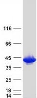 Human GMPR1 / GMPR Protein (Recombinant Myc-DDK (Flag))