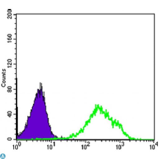 DAXX Antibody