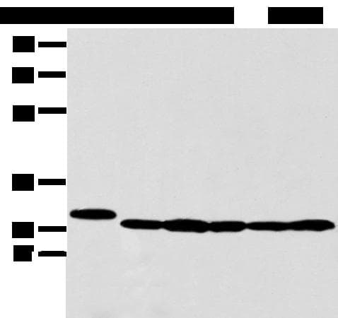 PRDX4 / Peroxiredoxin 4 Antibody