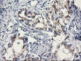 C1orf50 Antibody (clone OTI1B11)