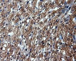HSP90AA1 / Hsp90 Alpha A1 Antibody (clone OTI3B5)
