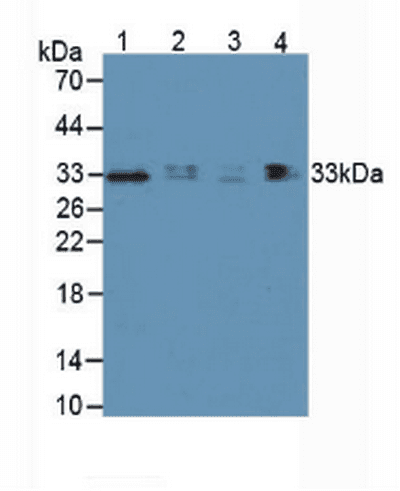 HAVCR2 / TIM-3 Antibody (aa22-202, Biotin)