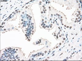 Monoclonal Mouse anti-Human STK3 Antibody (clone OTI2D4, IHC, WB)