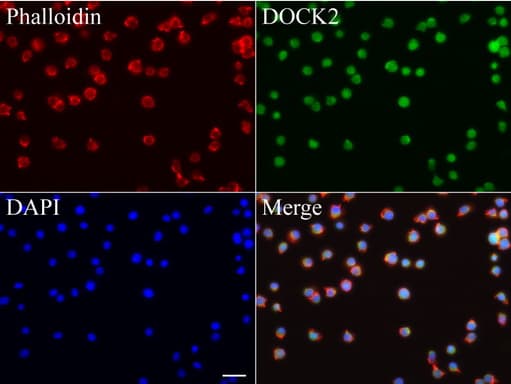 DOCK2 Antibody (aa1544-1830, clone UMAB142, Carrier-free)