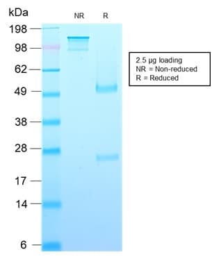 PathPlus™ GH / Growth Hormone Antibody (aa58-187, clone rGH/1450)