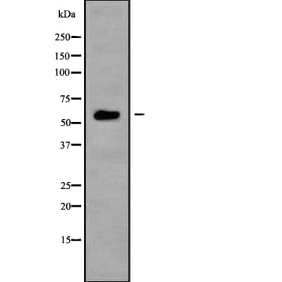 NRBP1 / NRBP Antibody